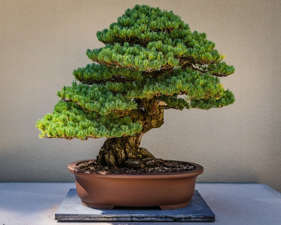 Bonsai tré Vilmundur Hansen segir frá í Lífsstílskaffi Bonsai tré Vilmundur Hansen segir frá í Lífsstílskaffi í