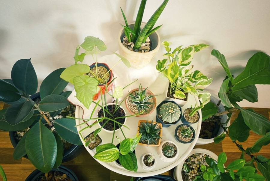 A house without plants feels incomplete Plant swap